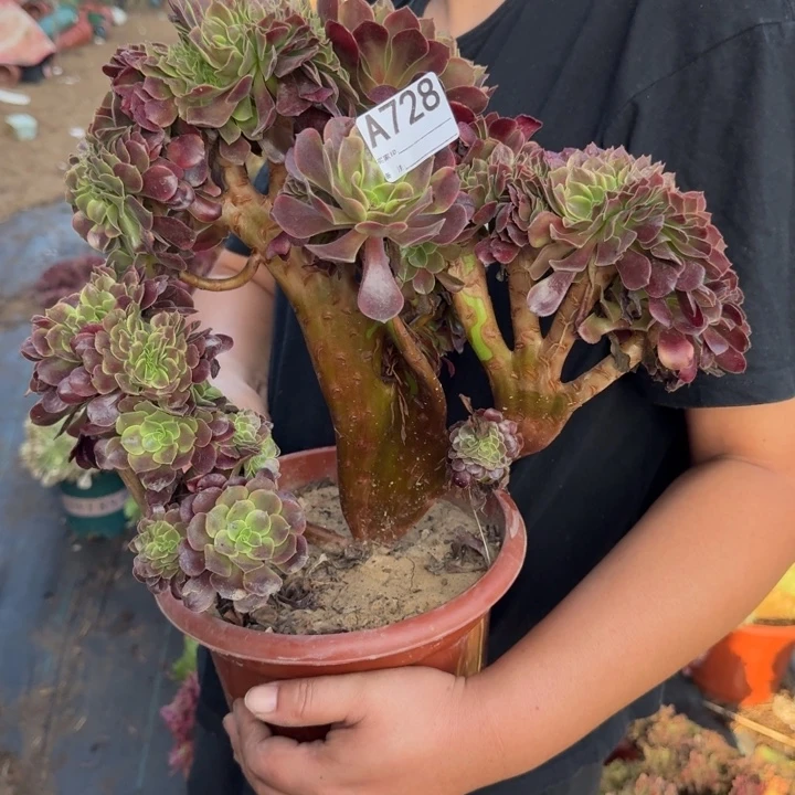 欧嘉莉法师锦缀化不包损728