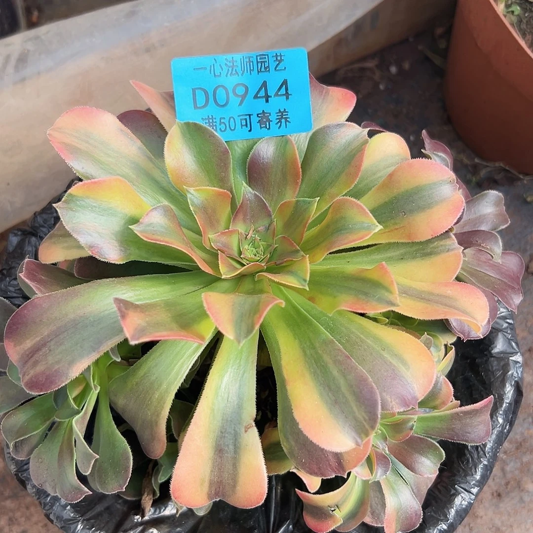 多肉植物多肉植物944