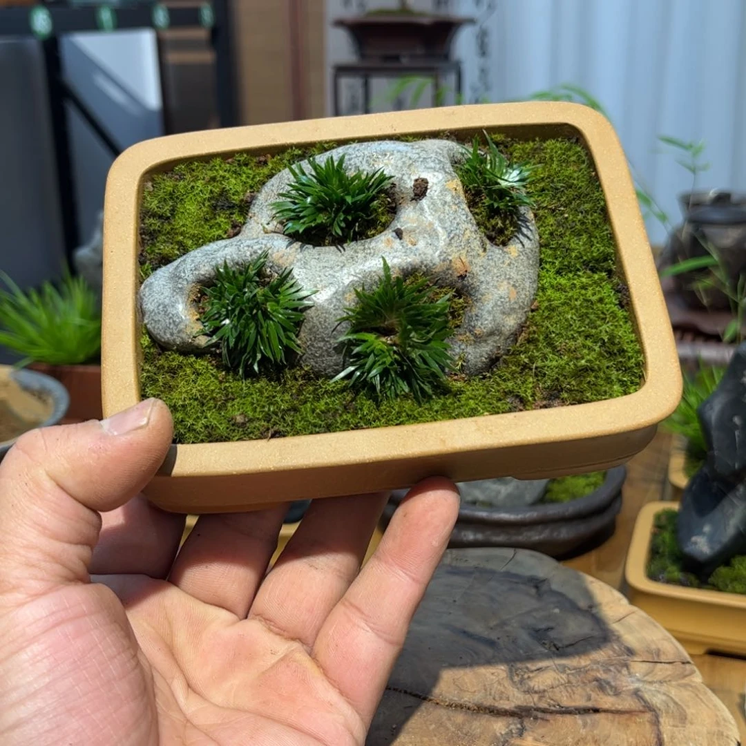 紫砂y*d菖蒲紫砂盆