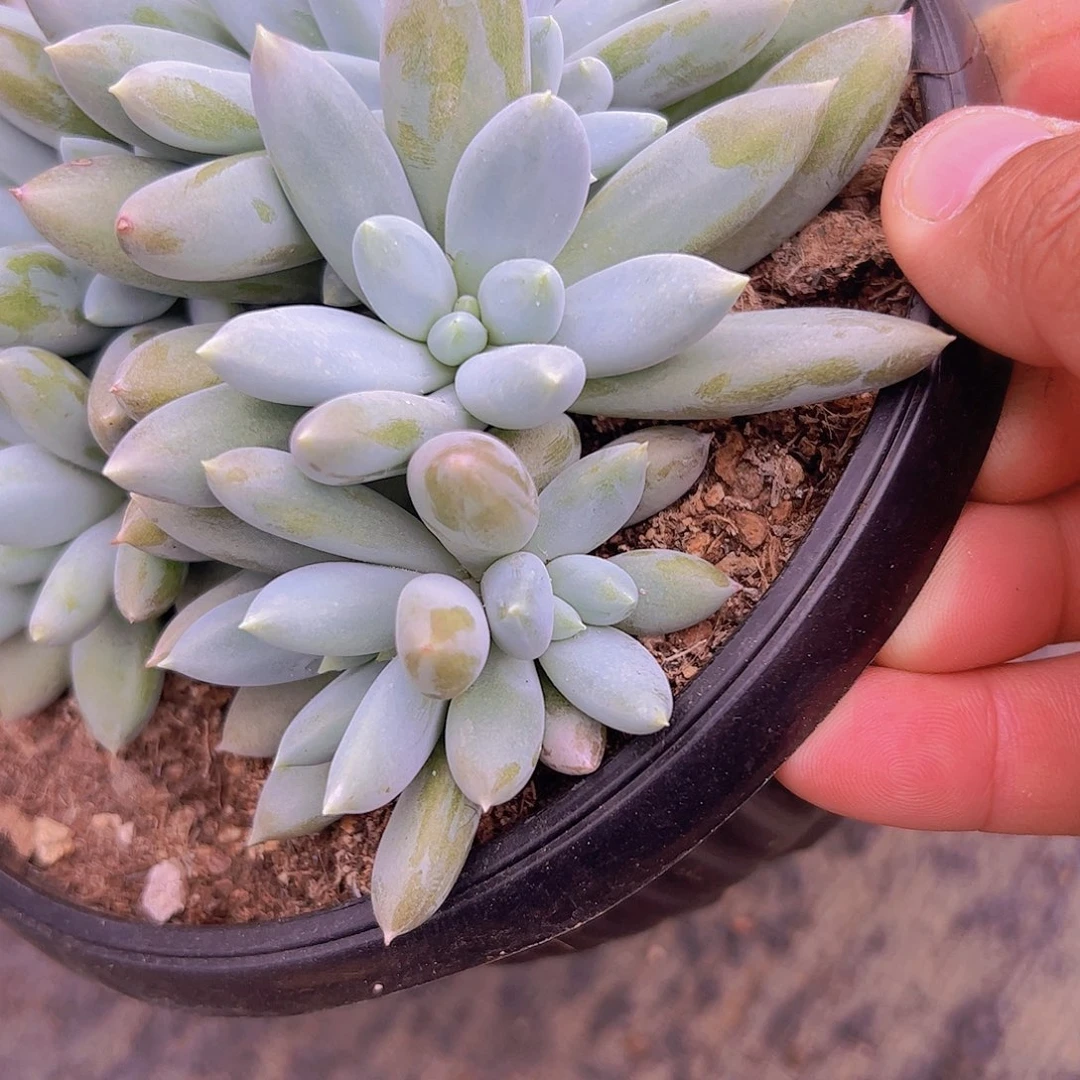 10头哥特自然群1111
