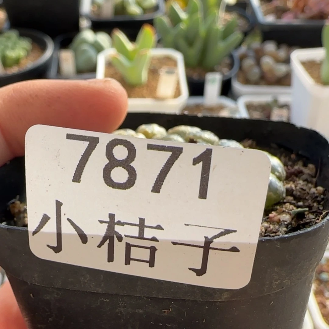 【闪购商品】再****@7871