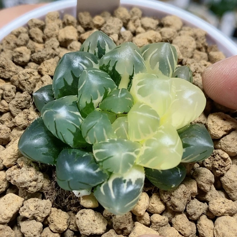 【闪购商品】211水中月