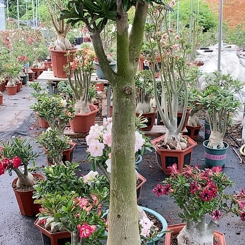 【闪购商品】无花朵L***静绿植