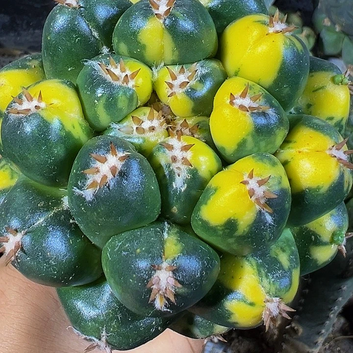 象牙锦499仙人球开花