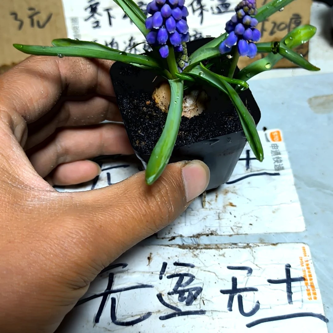 满6元包邮，风信子福利