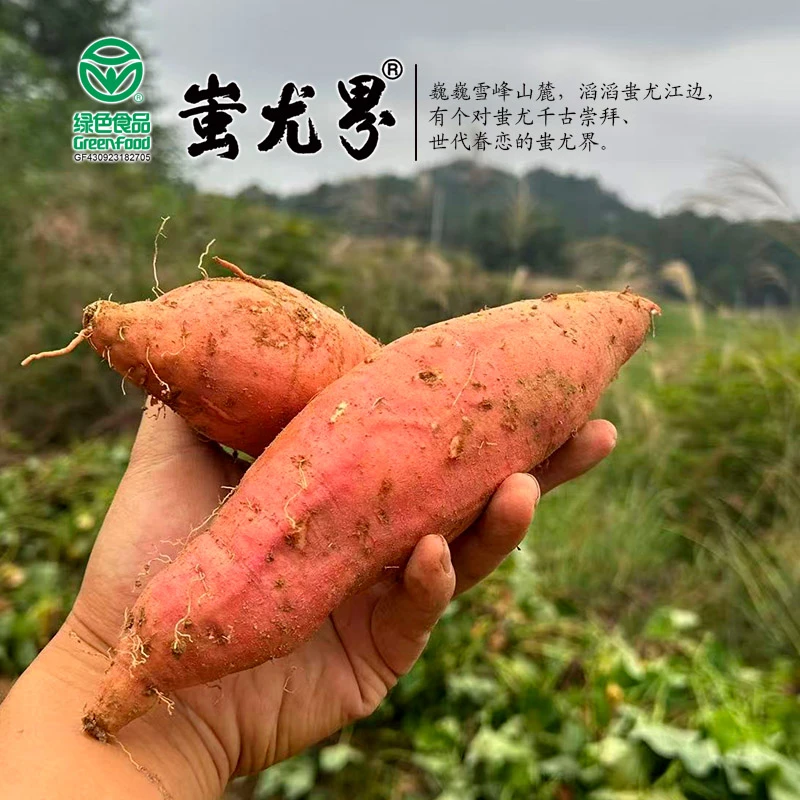 坏果包赔安化山区红薯白心烟薯烤25号新鲜红薯番薯现挖现发包邮
