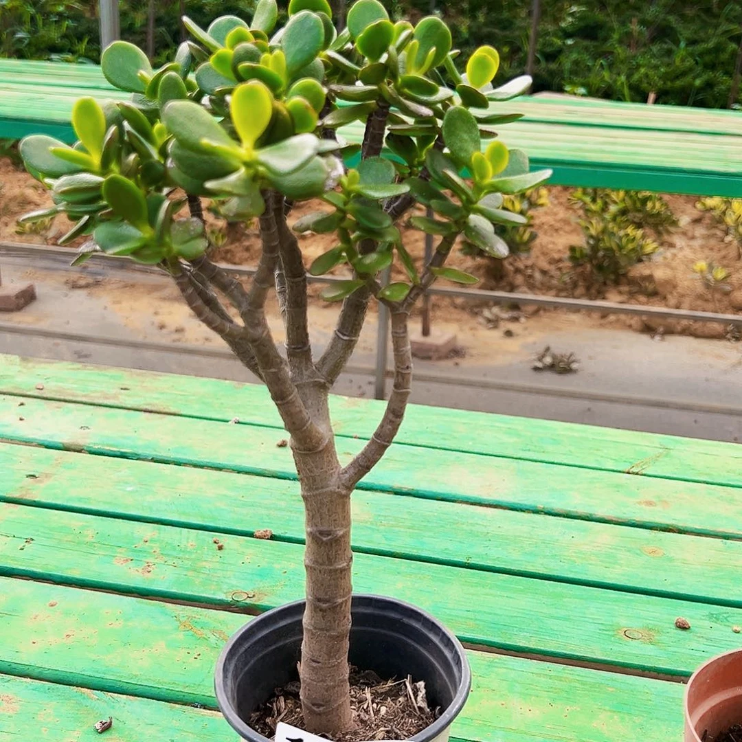 157号姬红花月好养活