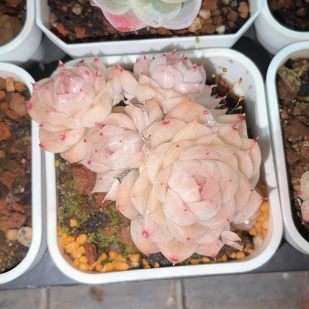 优选女王精品550
