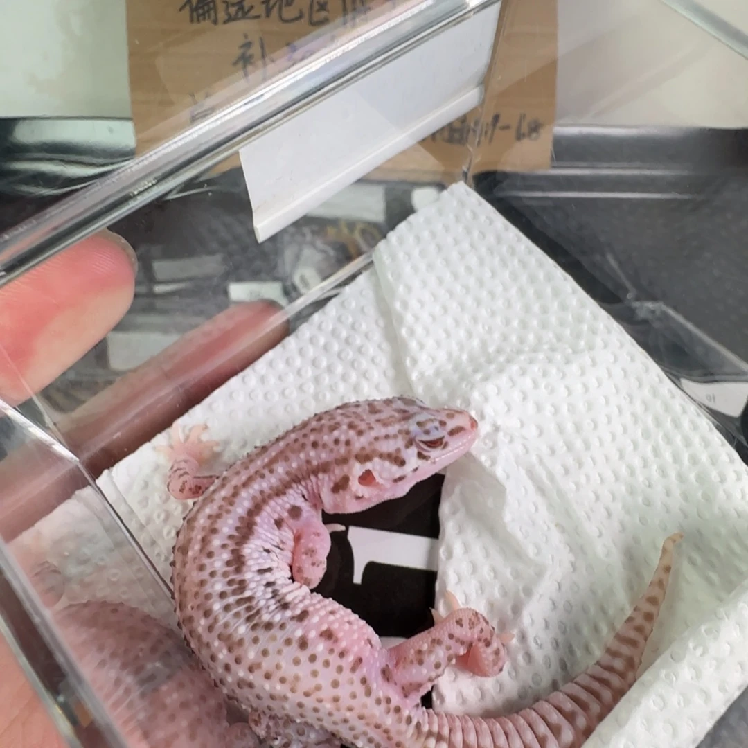 豹纹守宫超级雷达