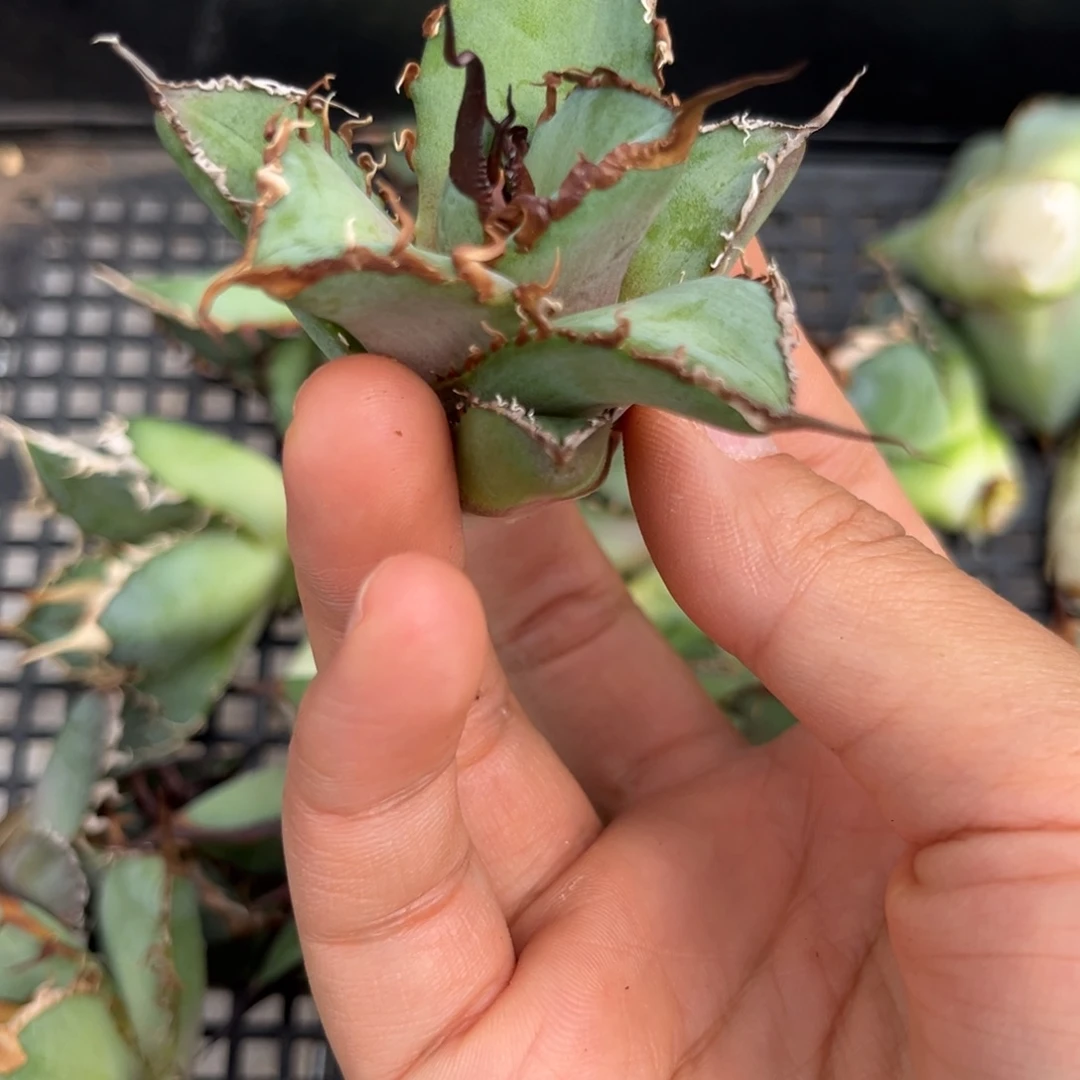 龙舌兰仁王冠顶芽