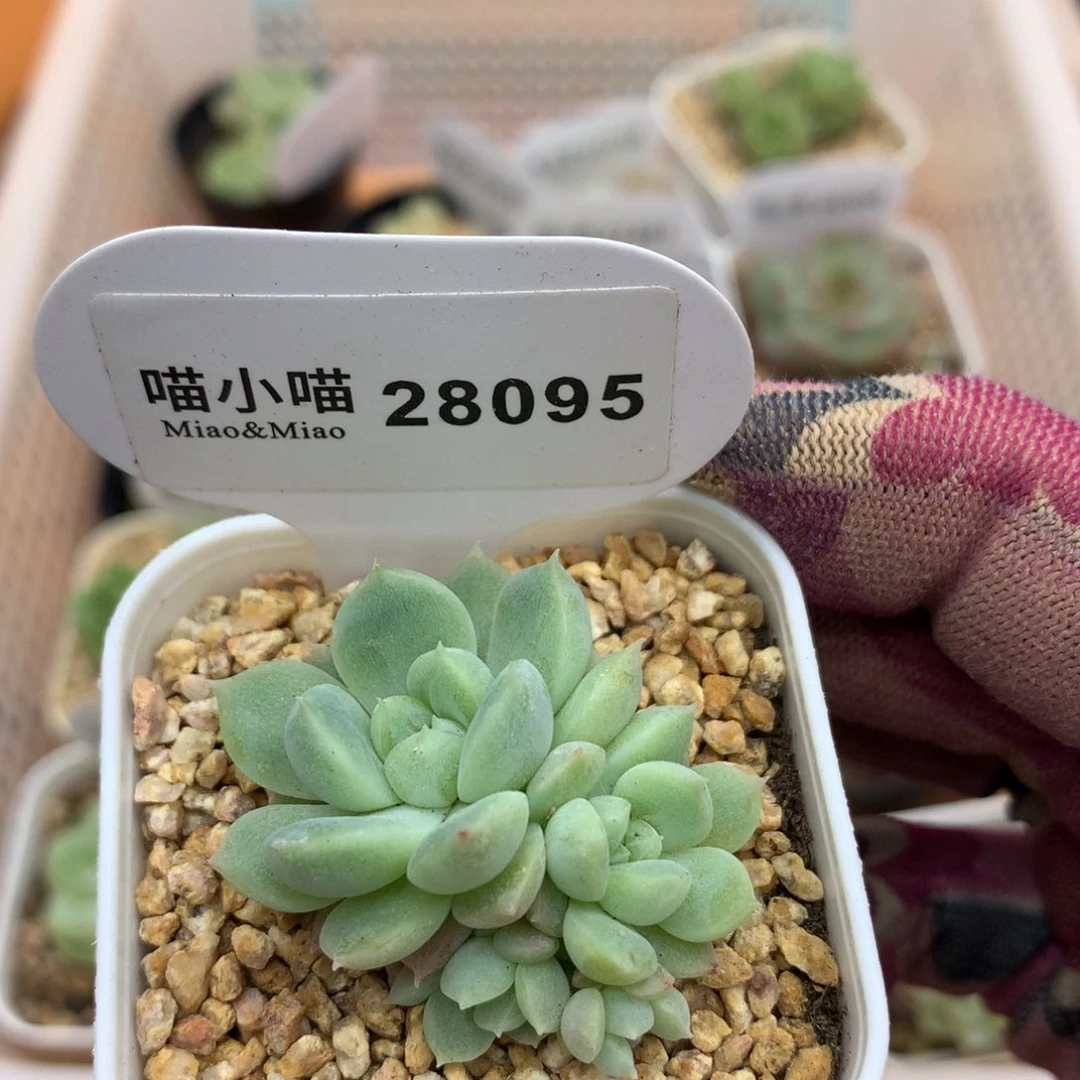 多肉植物财富密码