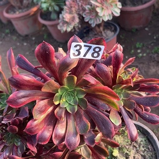 小***妹多肉植物一个欧嘉莉378