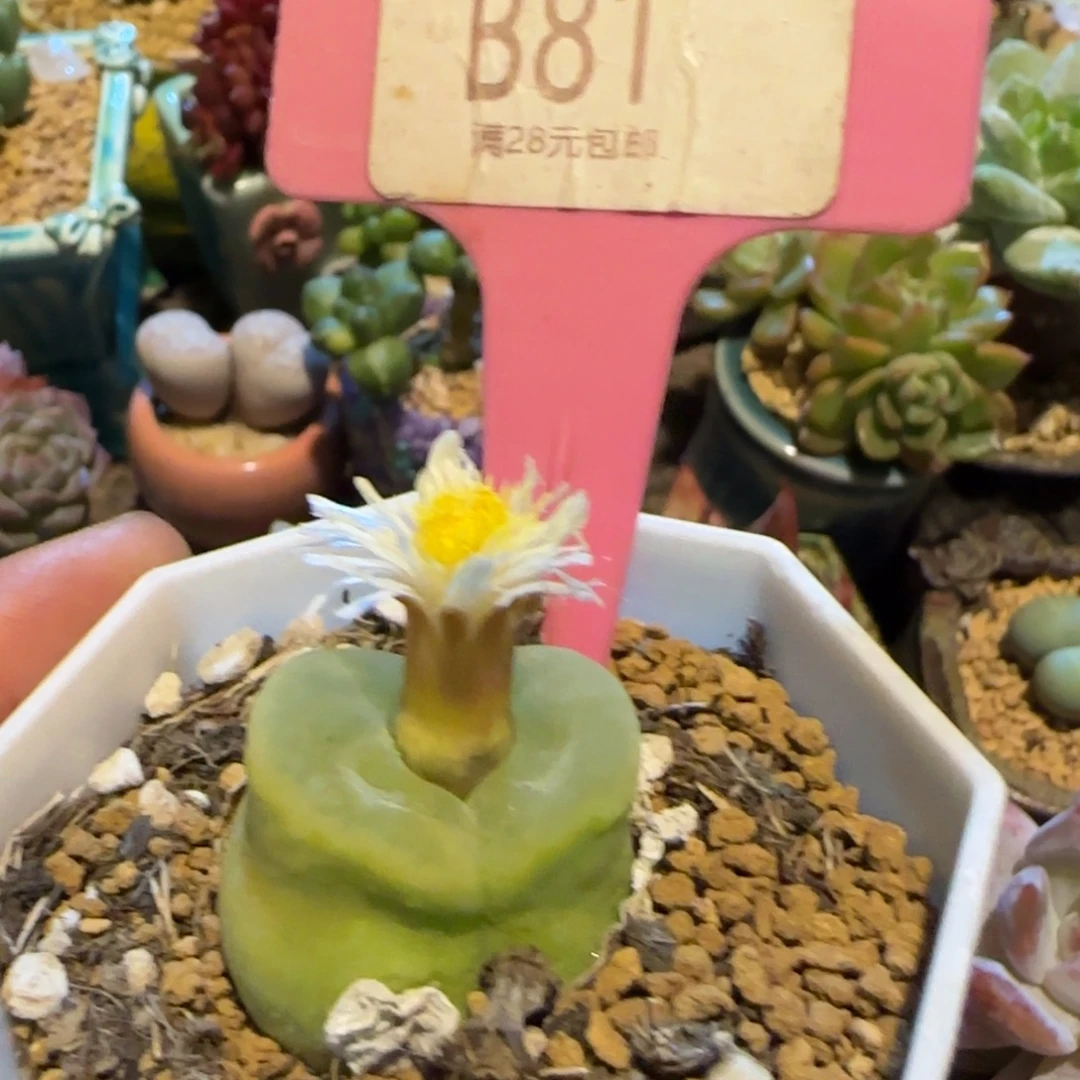 虾***仔多肉植物，哇塞哇塞