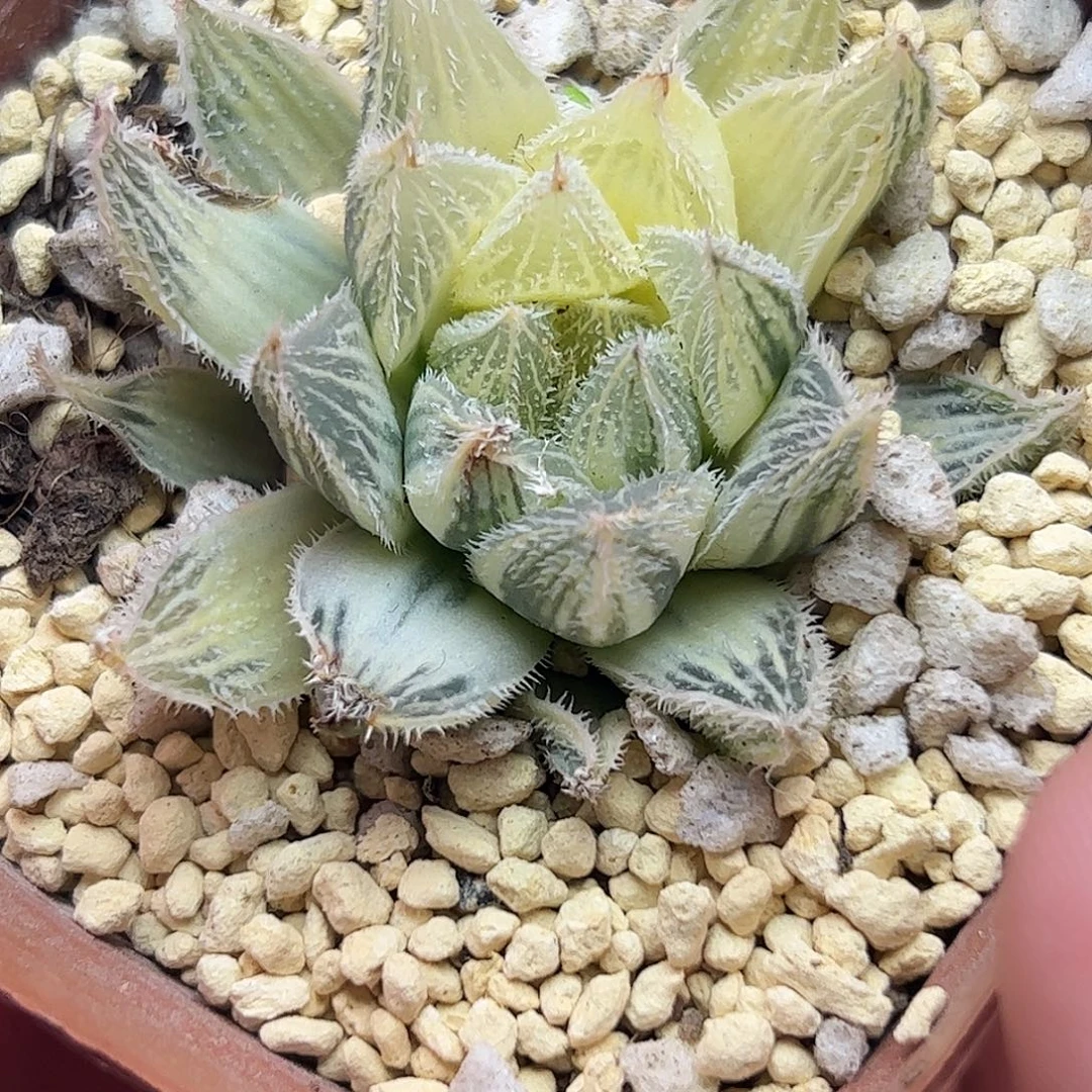 糊斑绘卷锦十二卷多肉