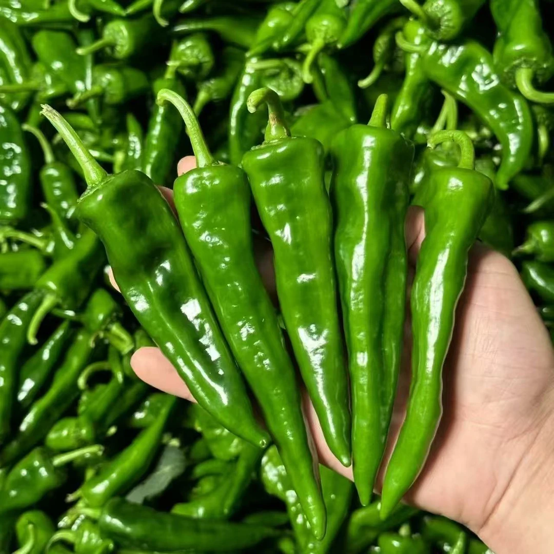 河南新鲜时令蔬菜土辣椒笨辣椒现摘现发3斤5斤包邮