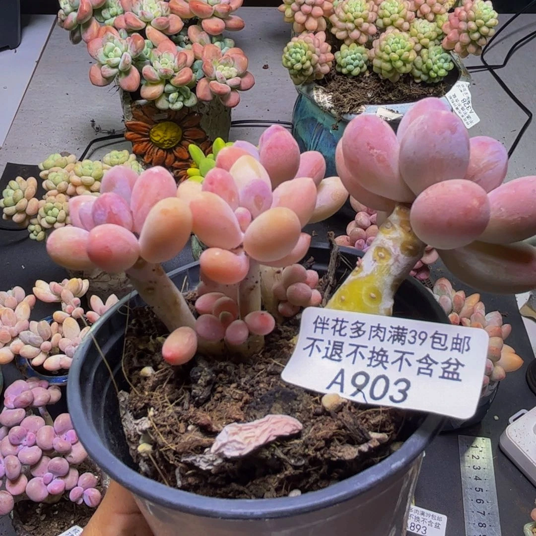 ****、黄金手指奶酪903/8cm
