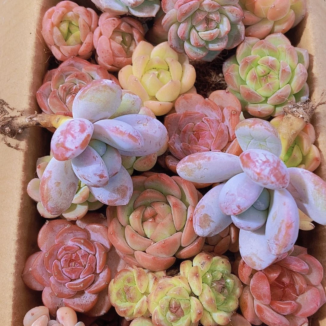 000001量拍保底20颗，小