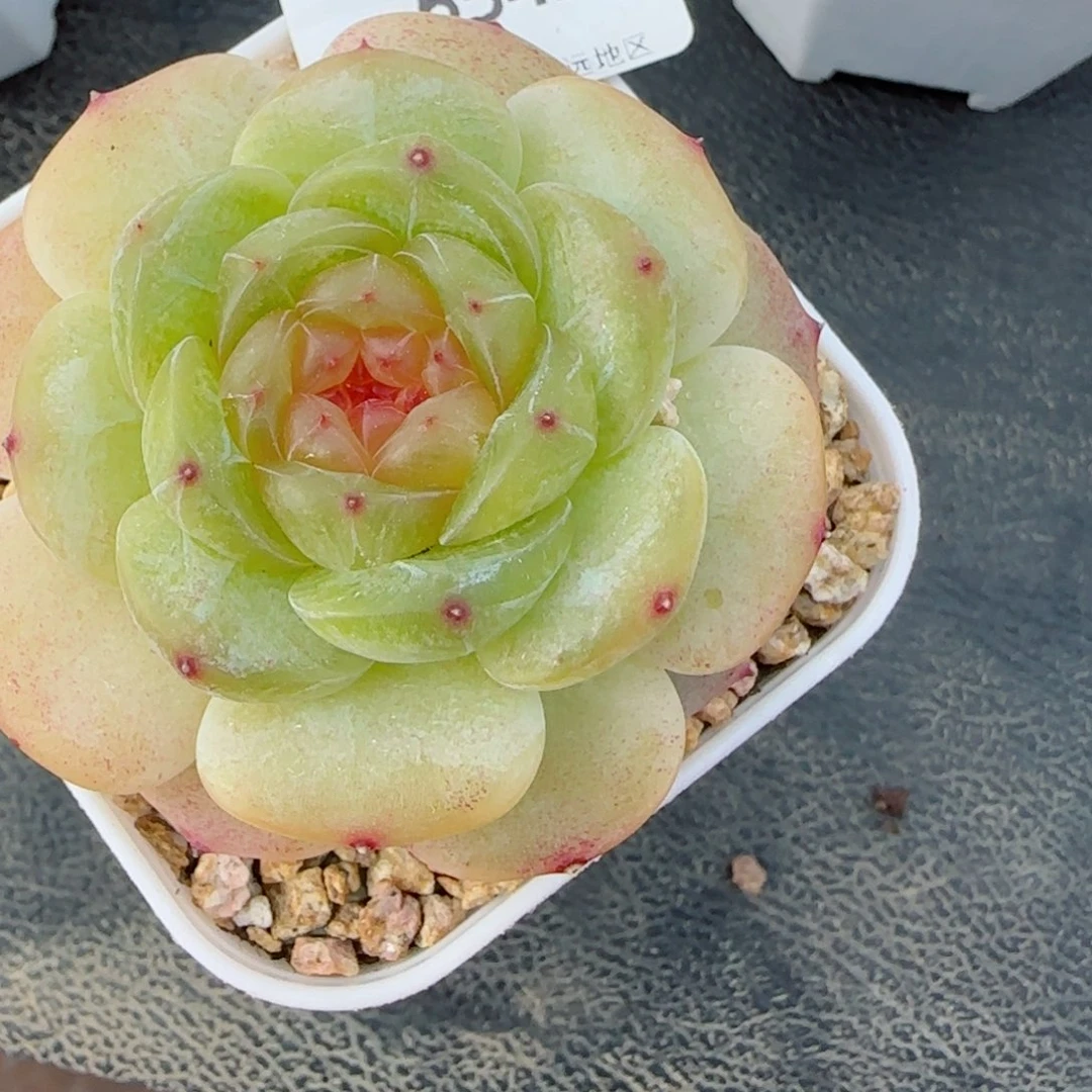 琉璃醉，6542多肉植物