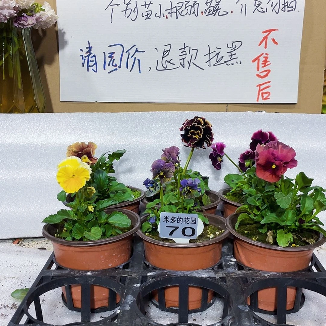 大部分花苞少量开放70