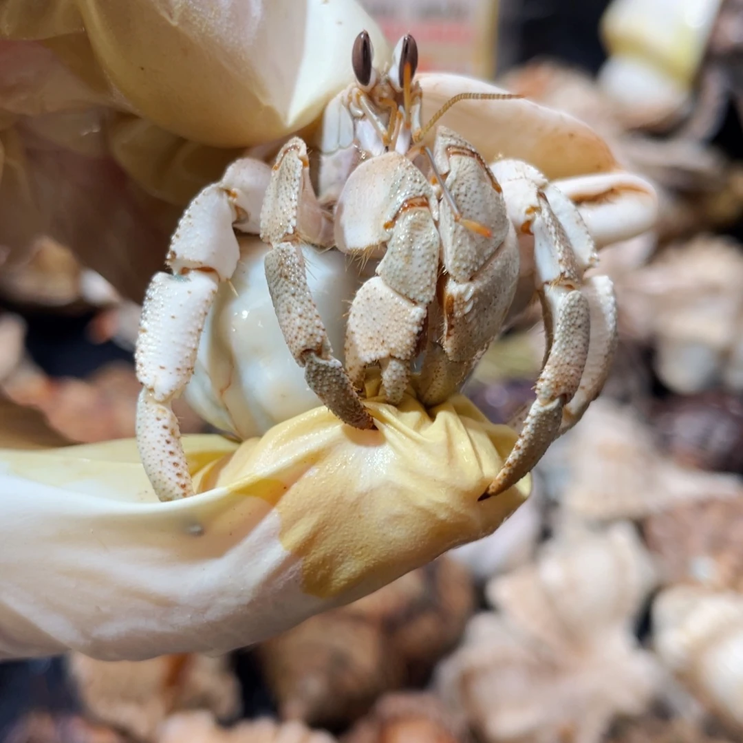 蜗居异宠寄居蟹0357，红海