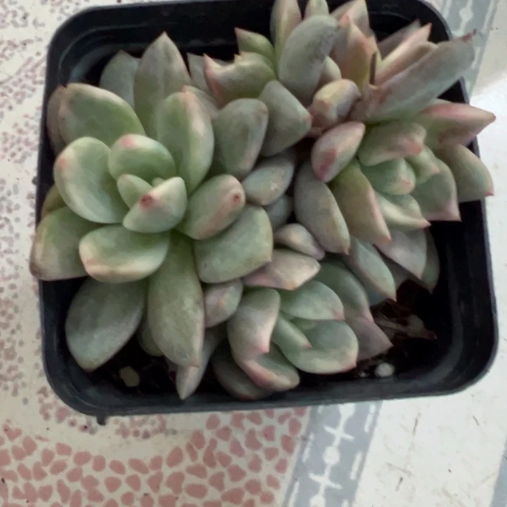 香槟锦群多肉植物1274