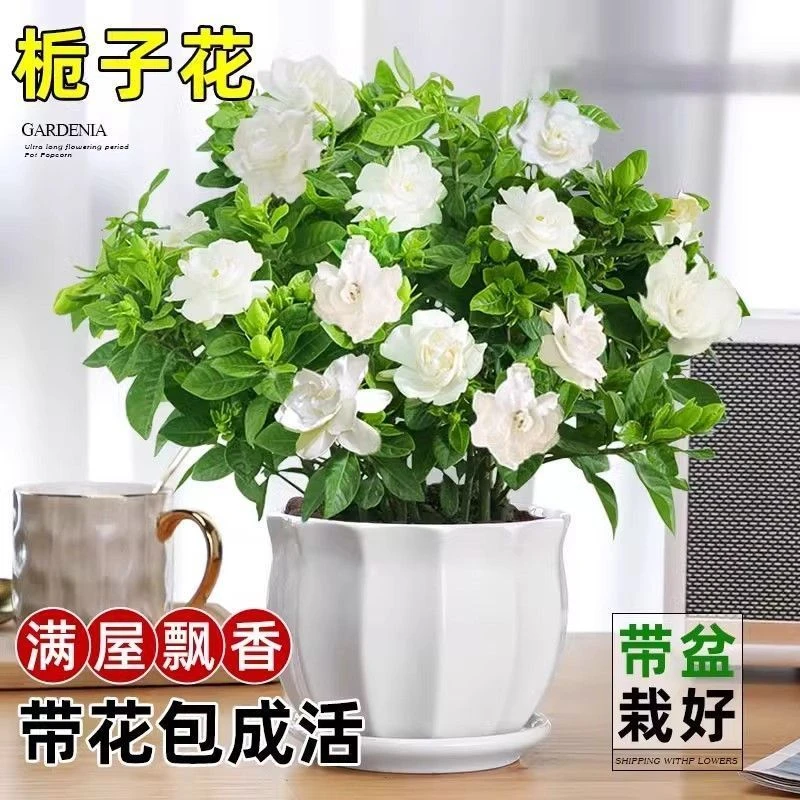 【新手友好】栀子花，易养活开花超美！带花苞原盆原土发货四季开花