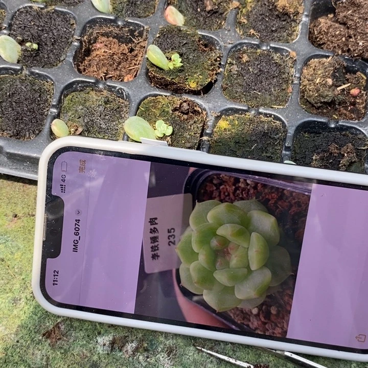 甜心235芽苗一个多肉