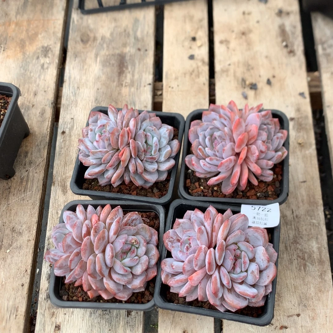 双头橙子四颗 特价 5722