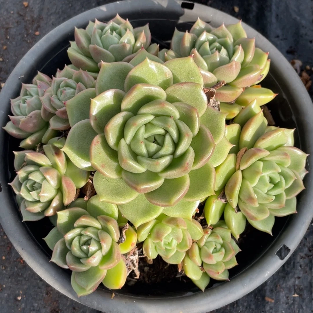 白玫瑰 一物一拍 18cm