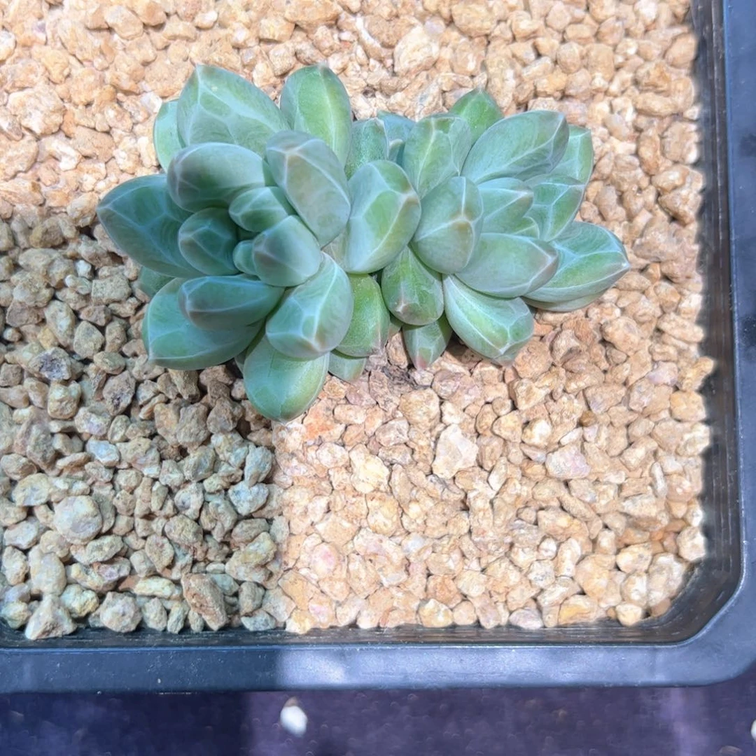 海*多肉植物多肉植物