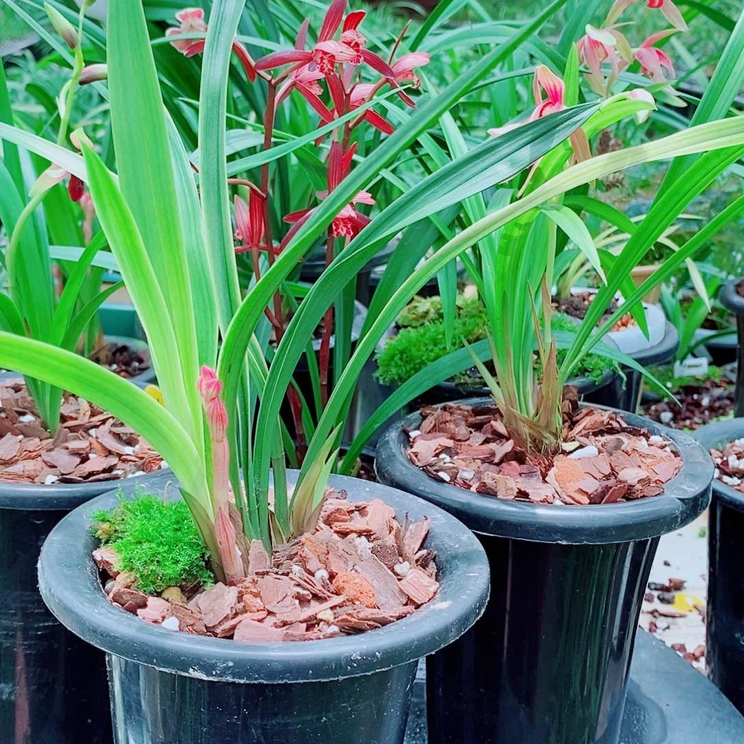 府***惠全部花苞一物一拍漂亮开花