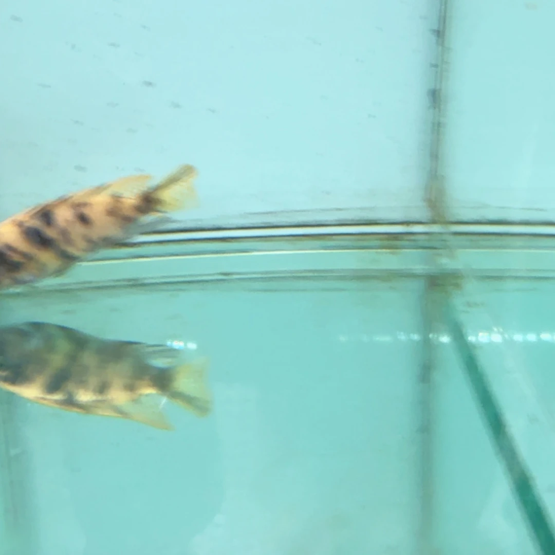 慈鲷果酱猫458。