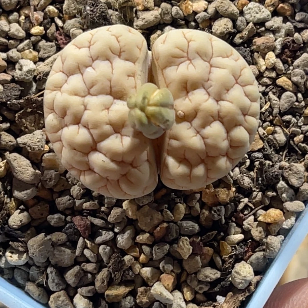 3116白底金文球体凹凸1891