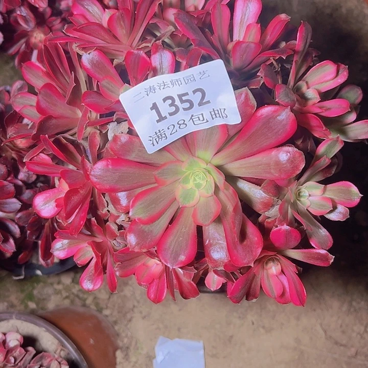 1352美杜莎多肉2号