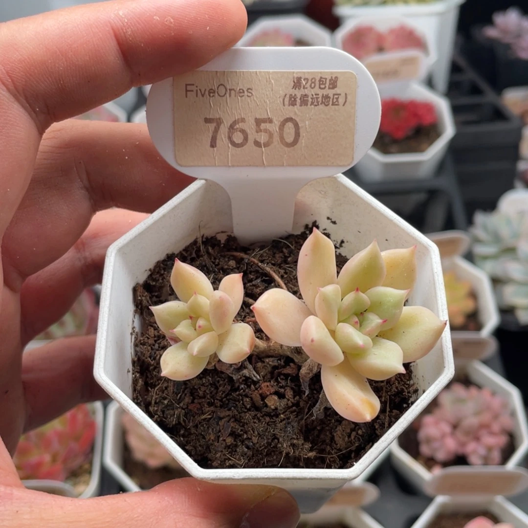 璀璨7650-5.5厘米