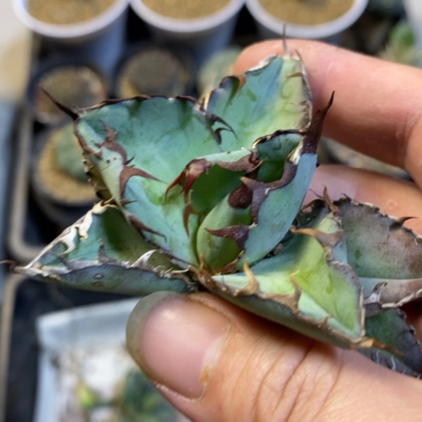 【闪购商品】蓝鲸顶芽