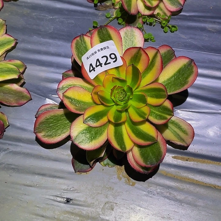 4429火狐多肉植物