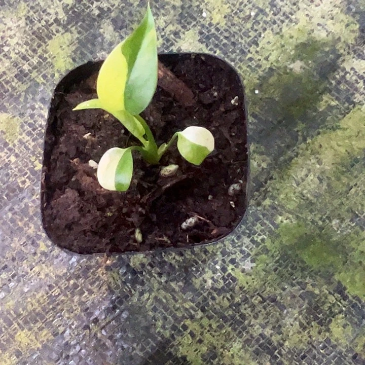 完全开放黄龟小苗