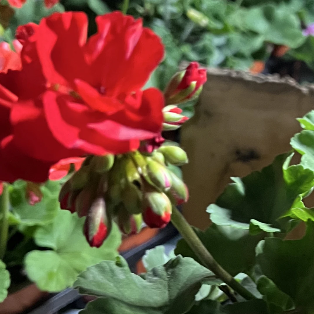 【中国红】成品天竺葵-包对版不带花头发货，需要带花头请备注