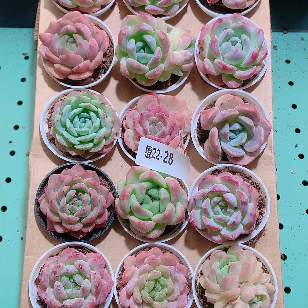 22-28一物一拍带盆18颗