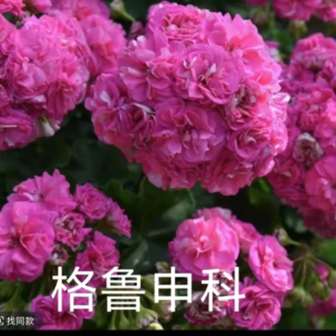 格鲁深科 半兽天竺葵