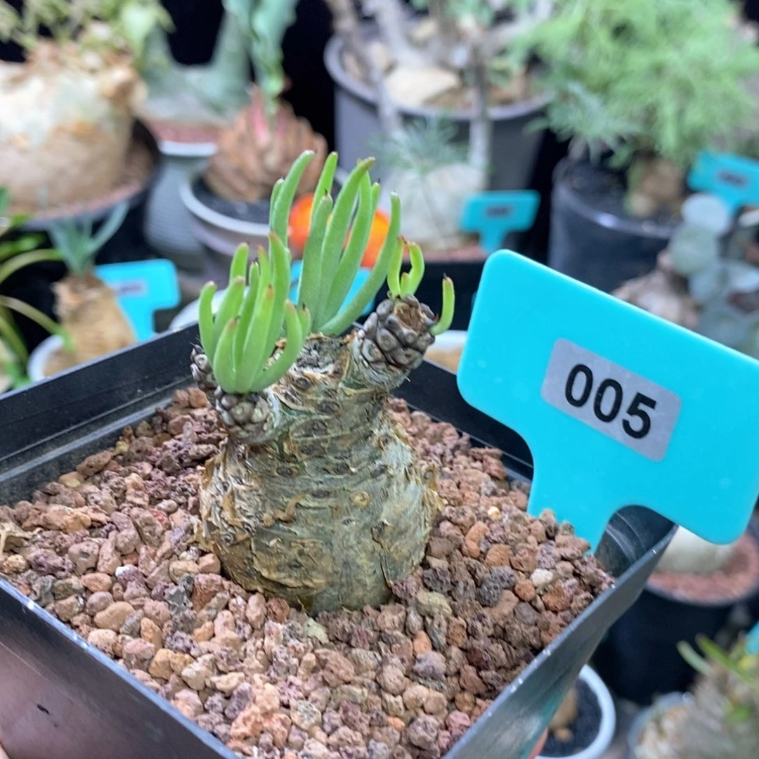 产地白象多肉植物一个