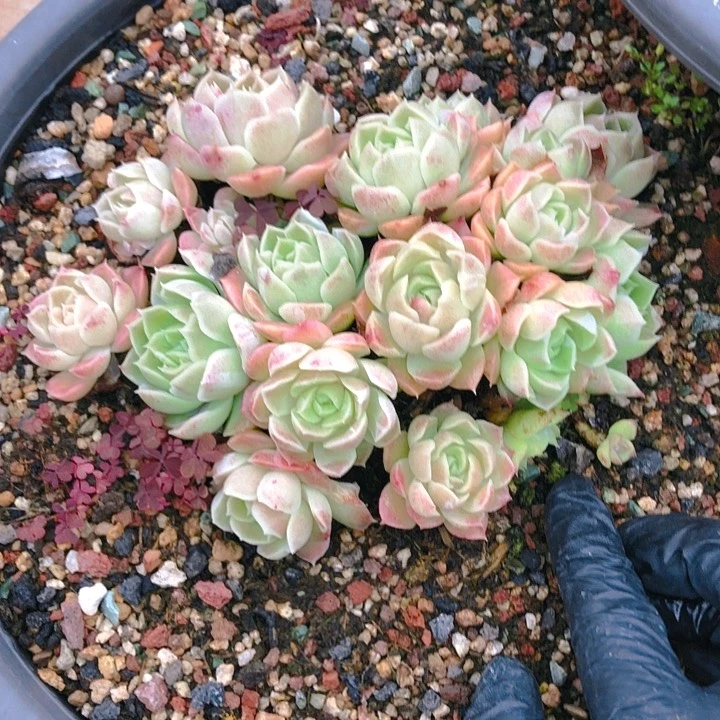 【闪购商品】曾*曾曾