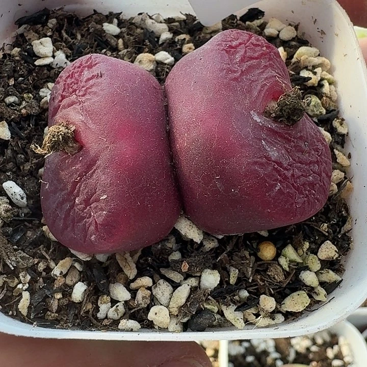 老马生石花红毛1348