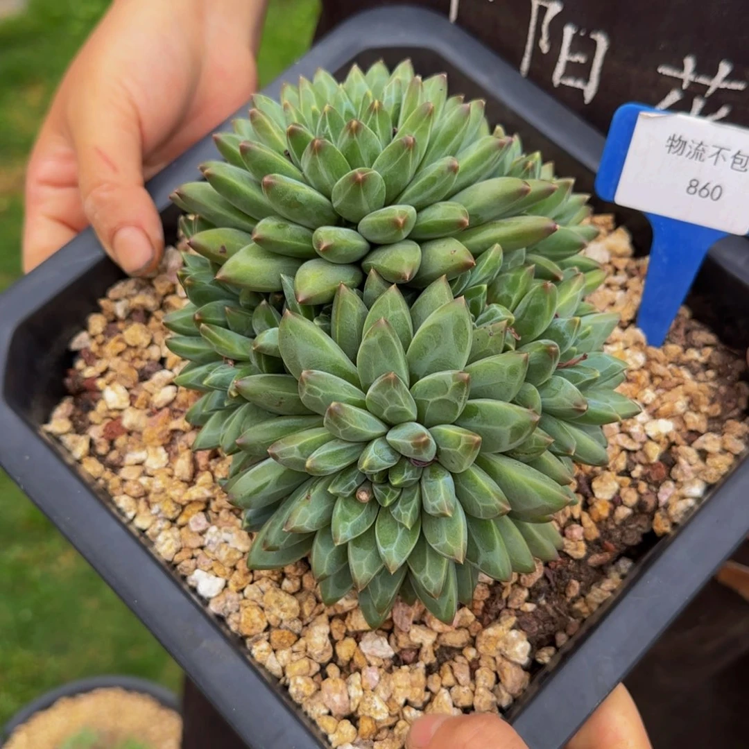 无花朵蓝**天860不哈怕他爸爸吧