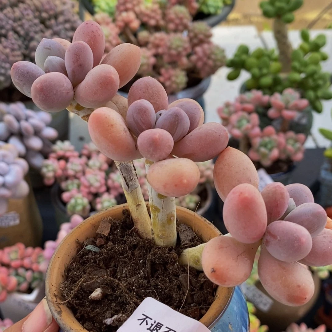 822香水手指12cm多肉