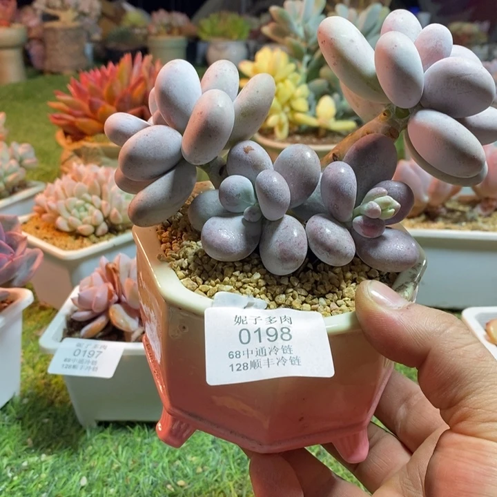 0198啊啊啊啊啊啊啊啊啊啊