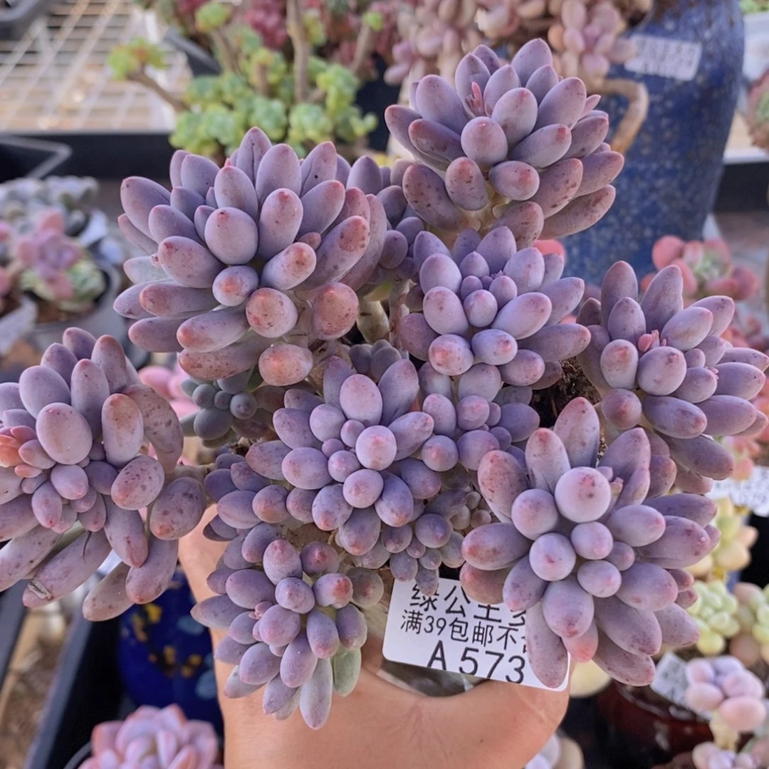 婴儿手指老桩12cm573多肉植物