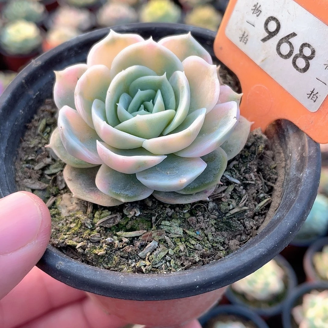 968号蓝色惊喜锦多肉