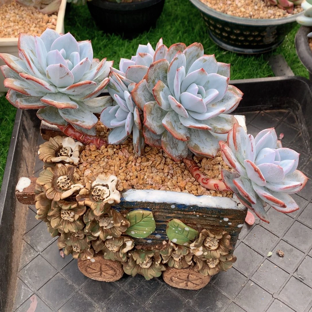 孙***凤无花朵友家多肉一物一拍